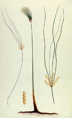 Cyperus papyrus - циперус папирус